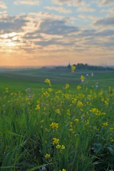 Field on the spring