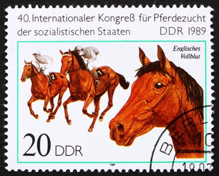 GDR - CIRCA 1989: a stamp printed in GDR shows English Thoroughbred, Breed of Horse, circa 1989