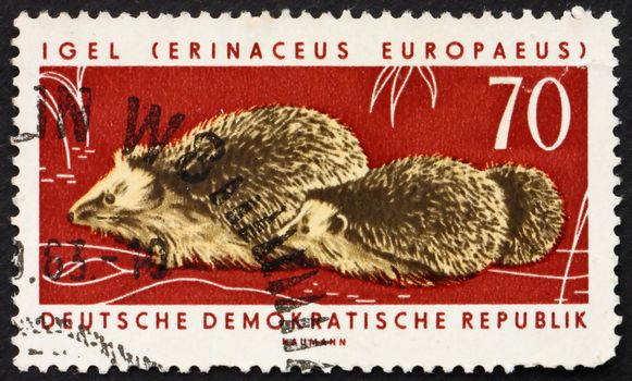 GDR - CIRCA 1963: a stamp printed in GDR shows Hedgehogs, Erinaceus Europaeus, Animal, circa 1963