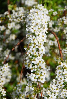 tiny white bridal wreath flower Spiraea vanhouttei