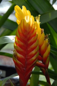 Red Yellow ginger flower in bloom in spring