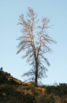 dry tall tree with no leaves in winter season