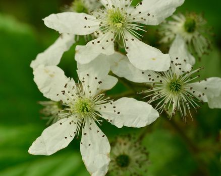 A macro closeup of Raspberry Flowers blooming in the spring season.