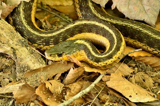 Garter Snake crawling along the forest floor.
