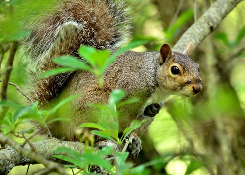 A Gray Squirrel perched on a tree branch.