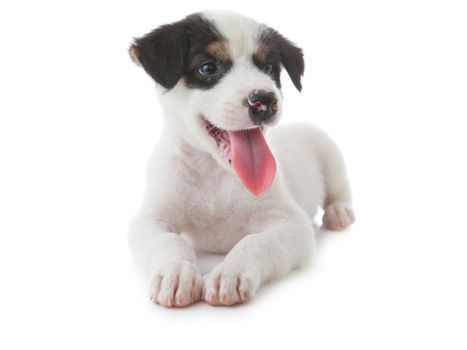 Puppy Dog showing Tongue isolated on white background