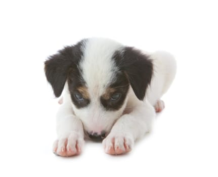 puppy dog isolated on white background