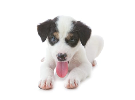 Puppy Dog showing Tongue isolated on white background