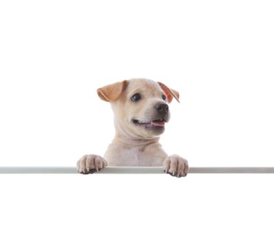 dog with empty board on white background