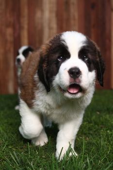 Cute and Adorable Saint Bernard Pups 