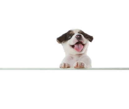 dog with empty board on white background