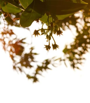 Grunge autumn with leaves and bright sun light