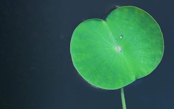 Water drops on green lotus leaf