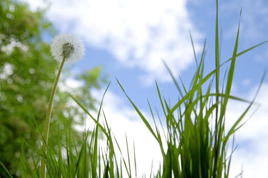 Green grass and alone growing dandelion on a background of the blue cloudy sky