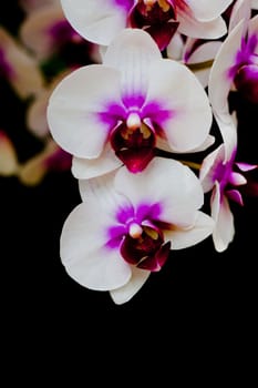 Beautiful orchid