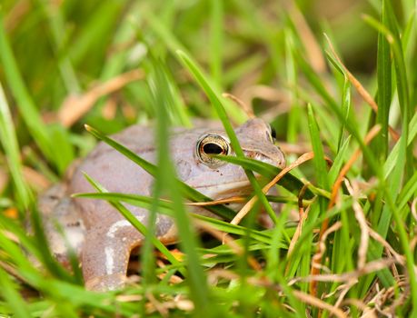 Moor frog