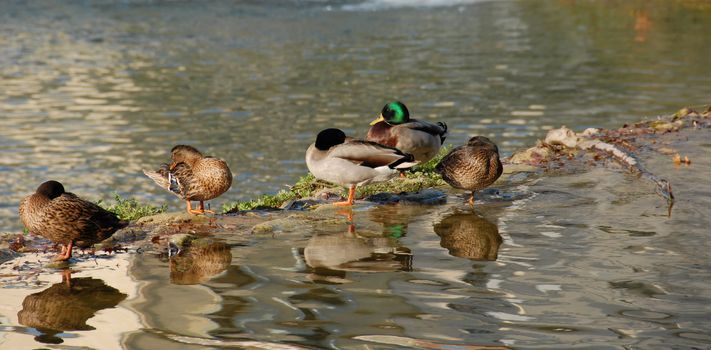 wild duck in a french river: beautiful birds

