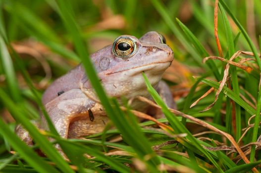 Moor frog