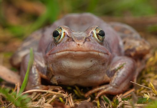 Moor frog