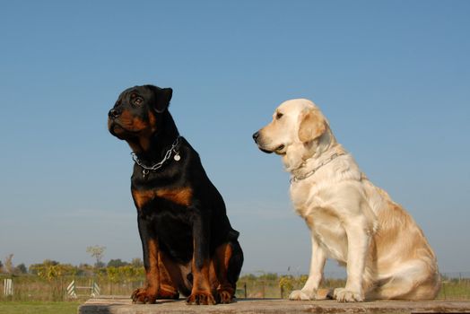 two puppies: purebred golden retriever and purebred rottweiler

