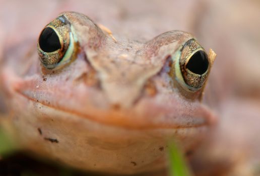 Moor frog