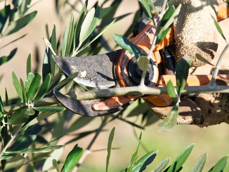 cutting olive tree branches in the spring