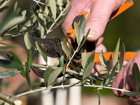 cutting olive tree branches in the spring