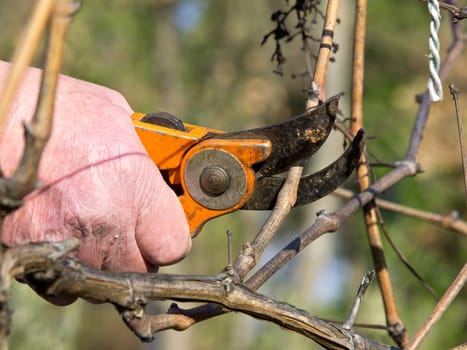 cutting branches in vineyard at spring time