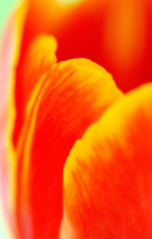 red tulip petals macro - flora  background