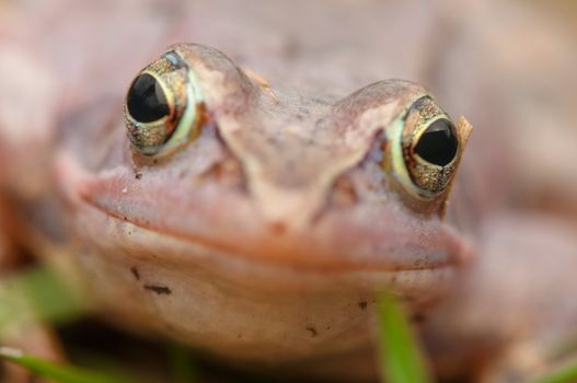 Moor frog