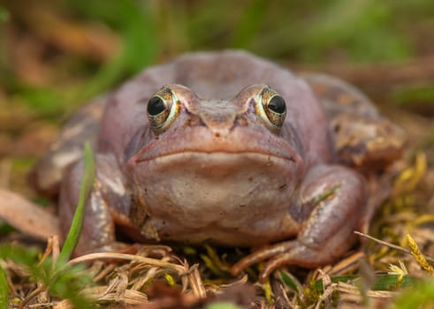 Moor frog