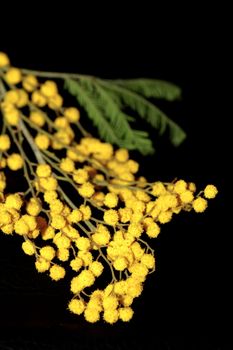 Mimosa flowers isolated on black