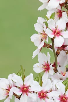 white tree blossom over green background