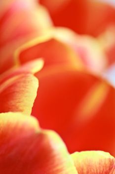 red tulip petals extreme macro - abstract nature background