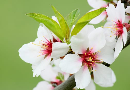 white blossom on tree at spring