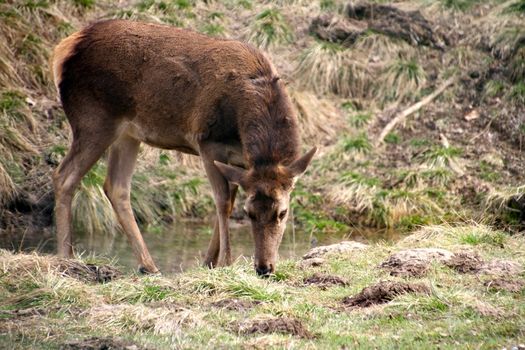 Mule deer grazing on a meadow