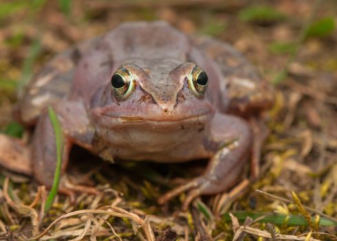 Moor frog