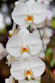 Beautiful orchid