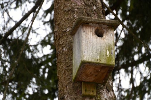 wooden Birds house on a tree