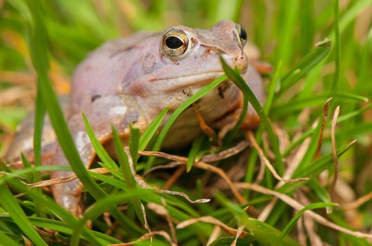 Moor frog