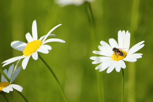 bee on white flower