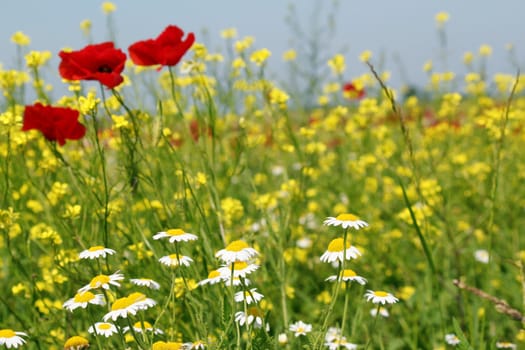 chamomile and poppy flowers