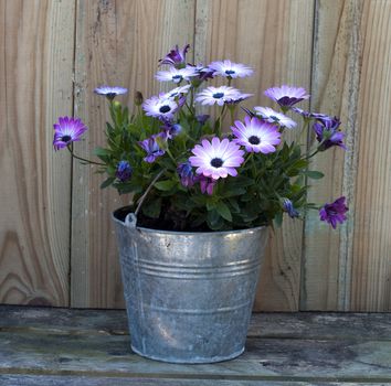 metal pot with pink spanish daisy
