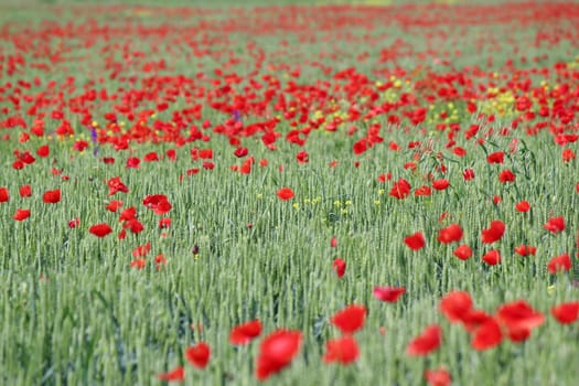 green wheat and poppy flowers