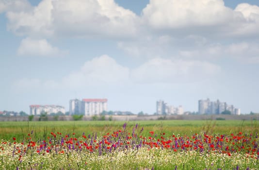 landscape with wild flowers and city in background