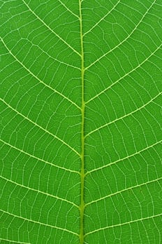 detail close image tree green leaf macro