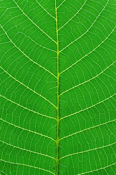 green leaf