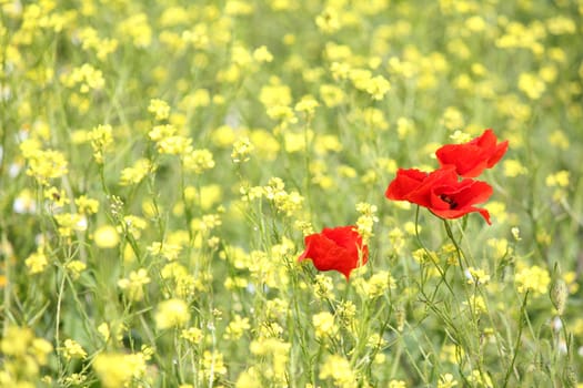 poppy and yellow wild flowers spring scene