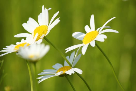 white flowers spring scene