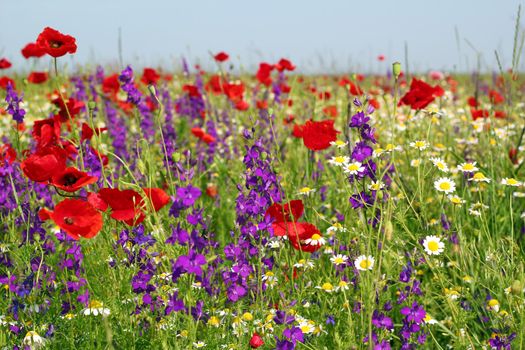 meadow with wild flowers spring scene